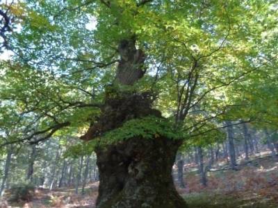 El Castañar de El Tiemblo , Un bosque mágico;tejo árbol;clubs senderismo madrid